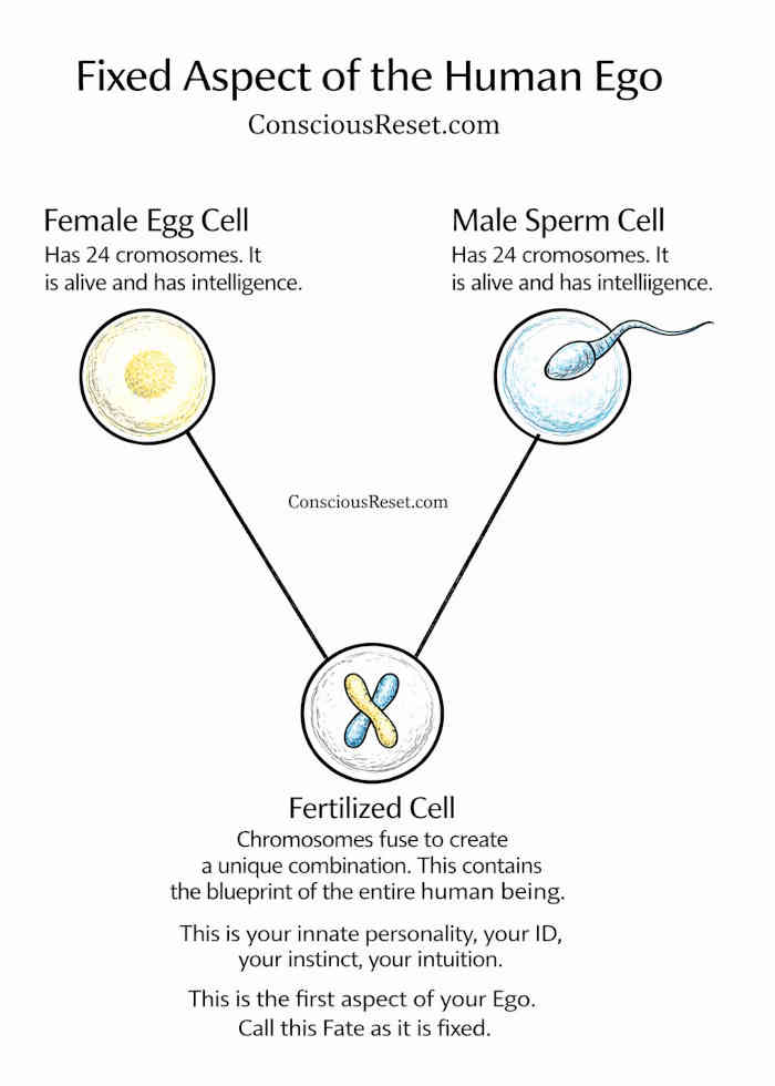fixed-human-ego-2